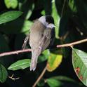 IMG_8146 Blackcap.JPG